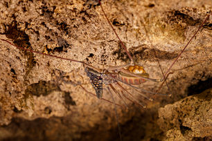 _DSC0064_Cave after Cinco de Ouro_Mü_2000.jpg