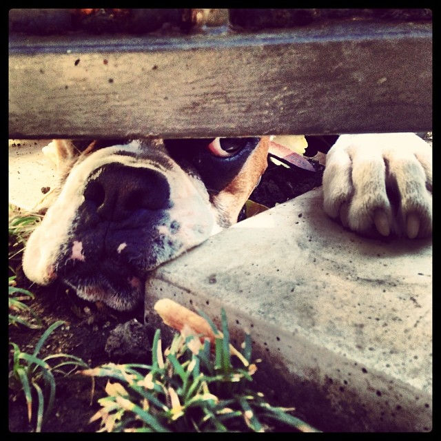 dognose.jpg