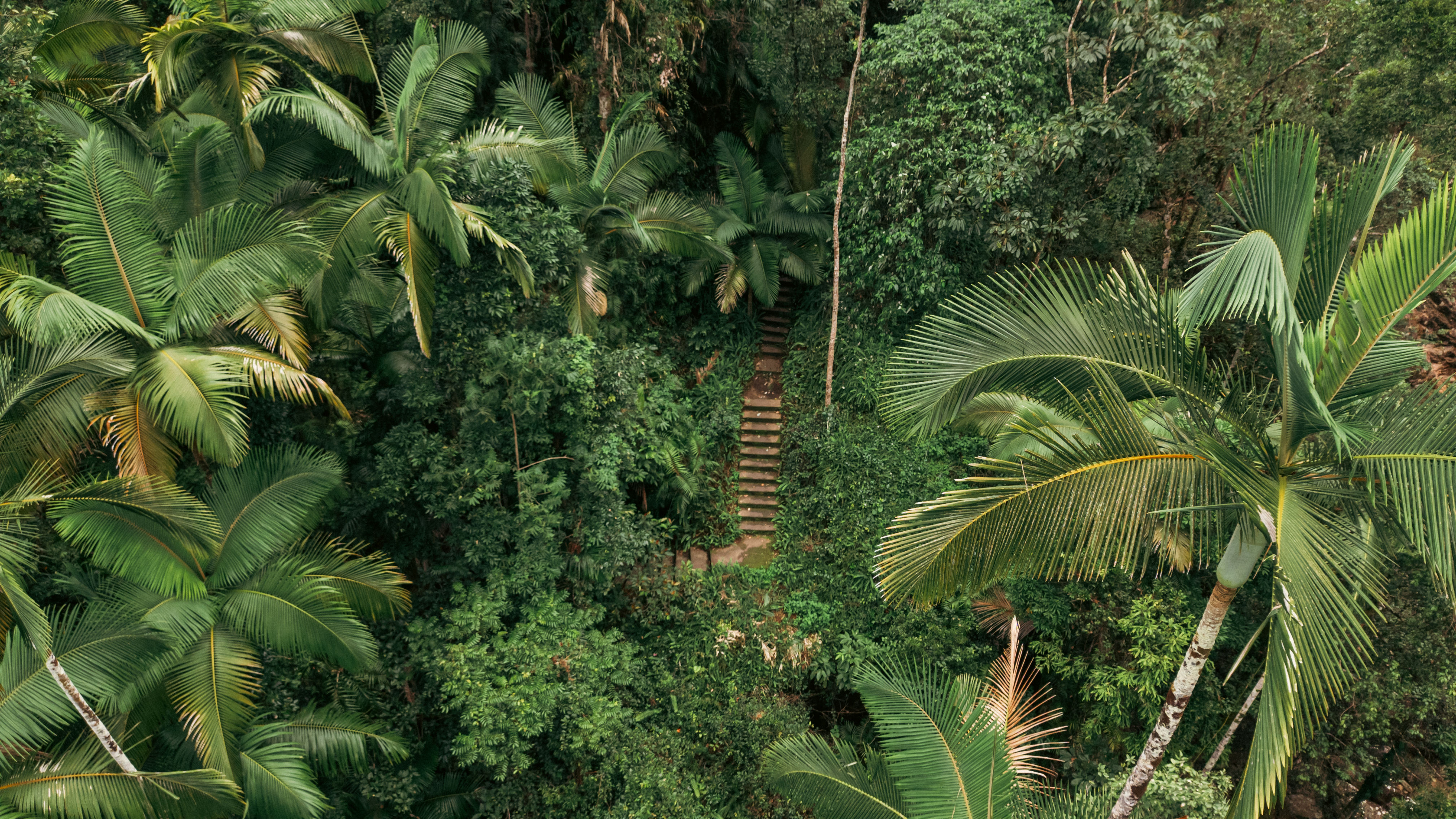 Un escalier construit au milieu d'une forêt tropicale dans le Queensland, Australie - Photographie aérienne