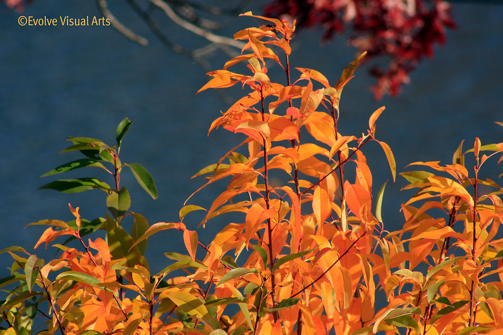 _MG_0379_b_Autumn Gold II_Logo_180ppi.jpg