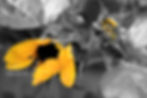 _MG_1045_Burst of Sun-flower_Logo_150ppi.jpg