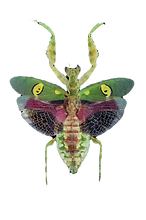 6d6e39d9c815a97c707edff9870c13f5_edited_