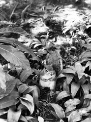 Pearl Sutton -FINALIST -UK Young Photographer - Nature Photography
