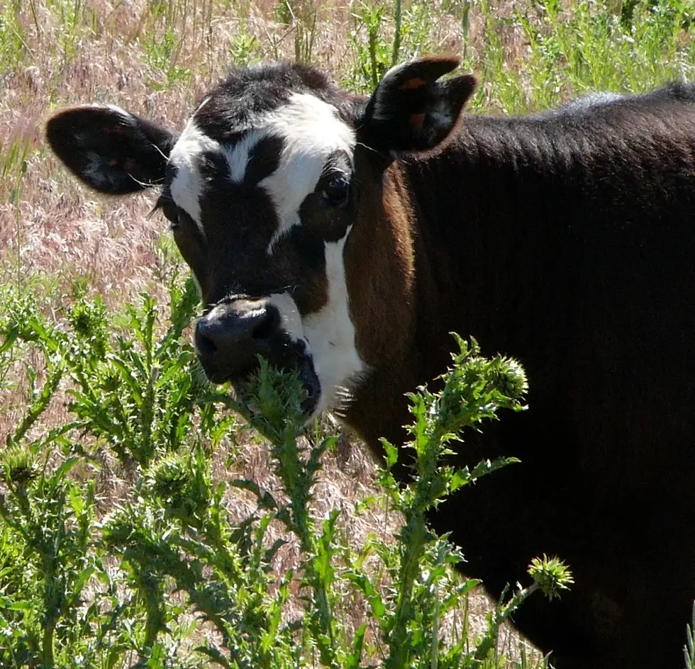 RFN-NJ Chat & Chew: Training Livestock to Eat Weeds with Kathy Voth