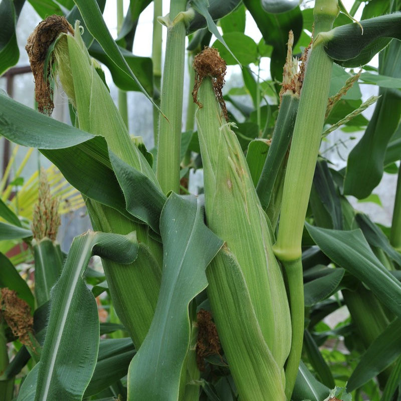 Sweetcorn