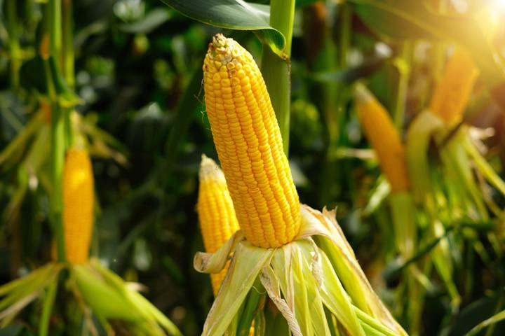 Maize