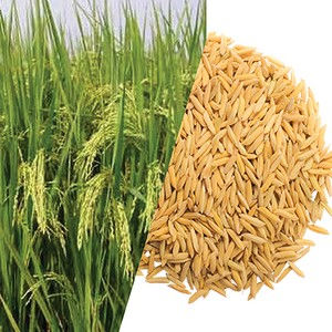Paddy