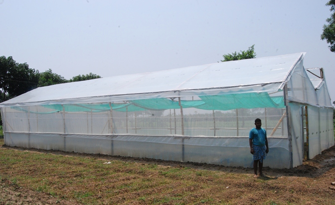 Bamboo Polyhouse