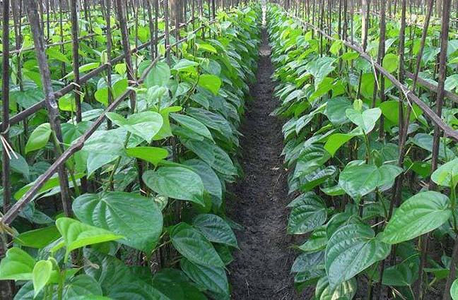 Betel leaves