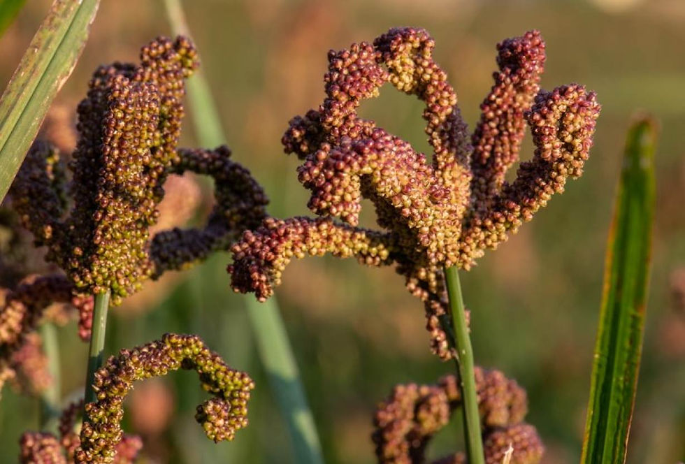 FingerMillet