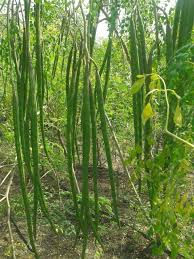 Moringa