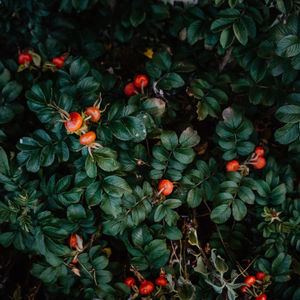 Rose Hip