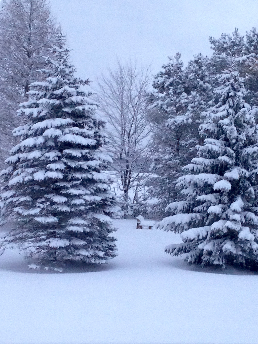Pines filled with snow on Hole 17