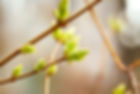 bourgeons.webp