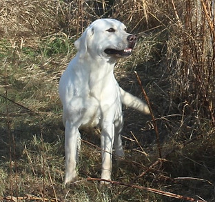 Hazel #4.JPG
