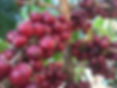 coffee 8.jpeg