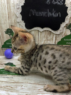 Munchkin 6.5.2022e