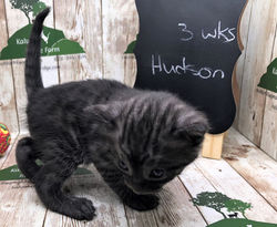 Hudson 9.2.2022c