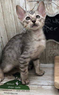 Jasper 8.5.2022b.jpg