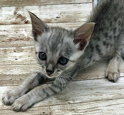 Simkin - Male Silver 6.5.20c