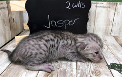 Jasper 6.13.22c.jpg
