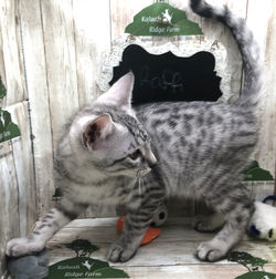 Raffi 7.21.2024c