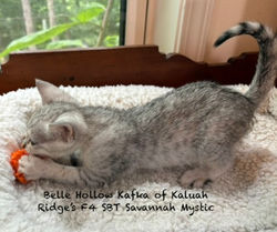 Mystic 6.24.2026g