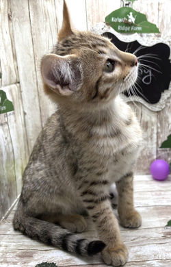 Rocky 2.18.2025e