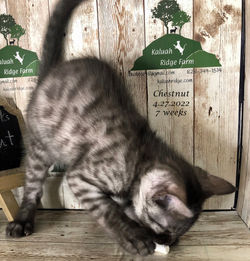 Chestnut 4.27.2022b