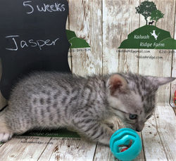 Jasper 7.2.2022b.jpg
