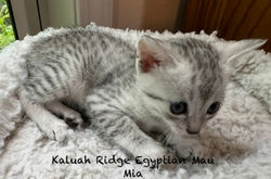 Mia 5.25.2026d