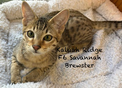 Brewster 10.13.2025d