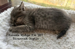 Joplin 4.8.2026f