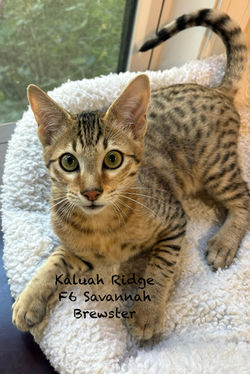 Brewster 10.13.2025b