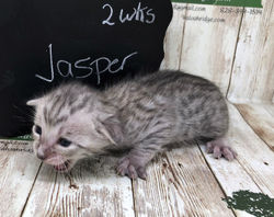 Jasper 6.13.22a.jpg
