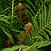 Plant Biology