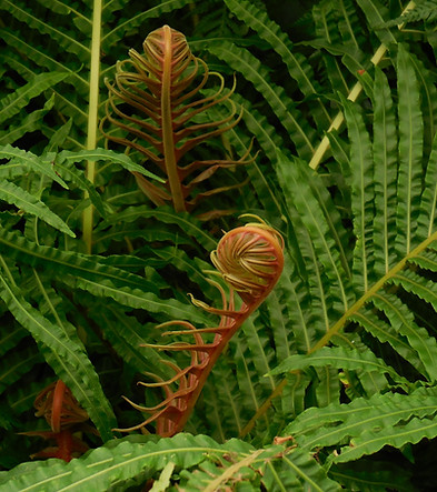 Plant Biology