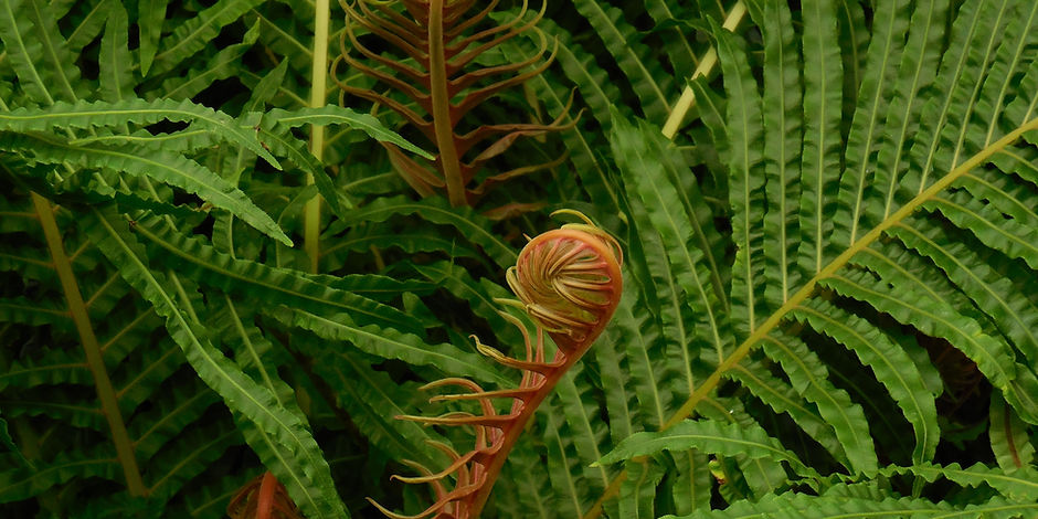 Plant Biology