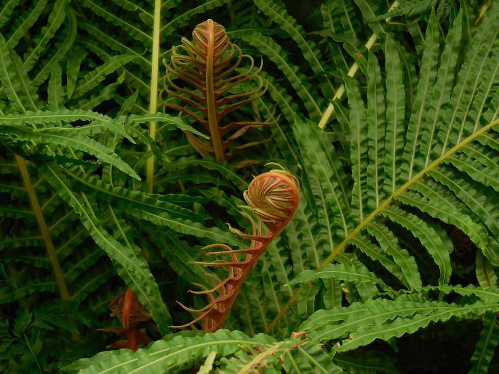 Tropical Fern Close-Up