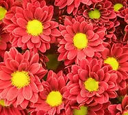 daisy-mums-ray-flowers-disk-centre.webp