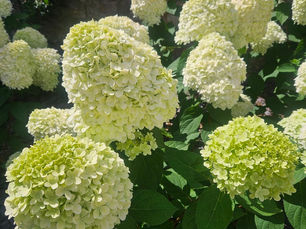 Summer brings the practice garden into full bloom.
