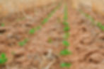 Wheatbelt-Drone-Services-Image-7.jpg