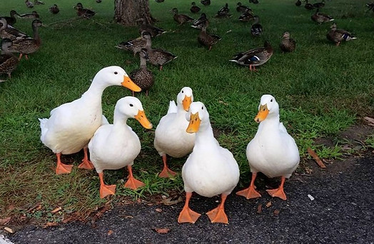 Pekin Ducks by Duck Sak_edited.jpg