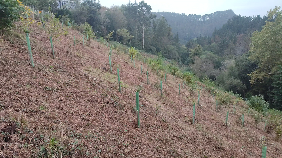 Desbroce de plantación