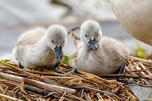 cygnets-6233080__480.jpeg