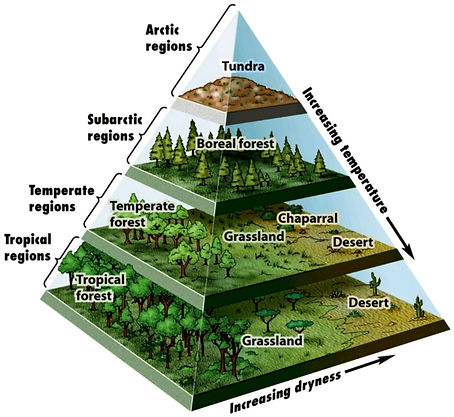 Biome pyramid_edited.jpg