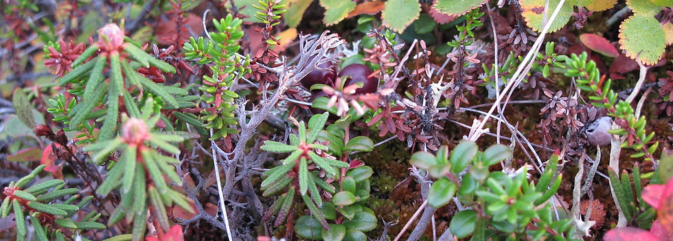 boreal plants.jpeg