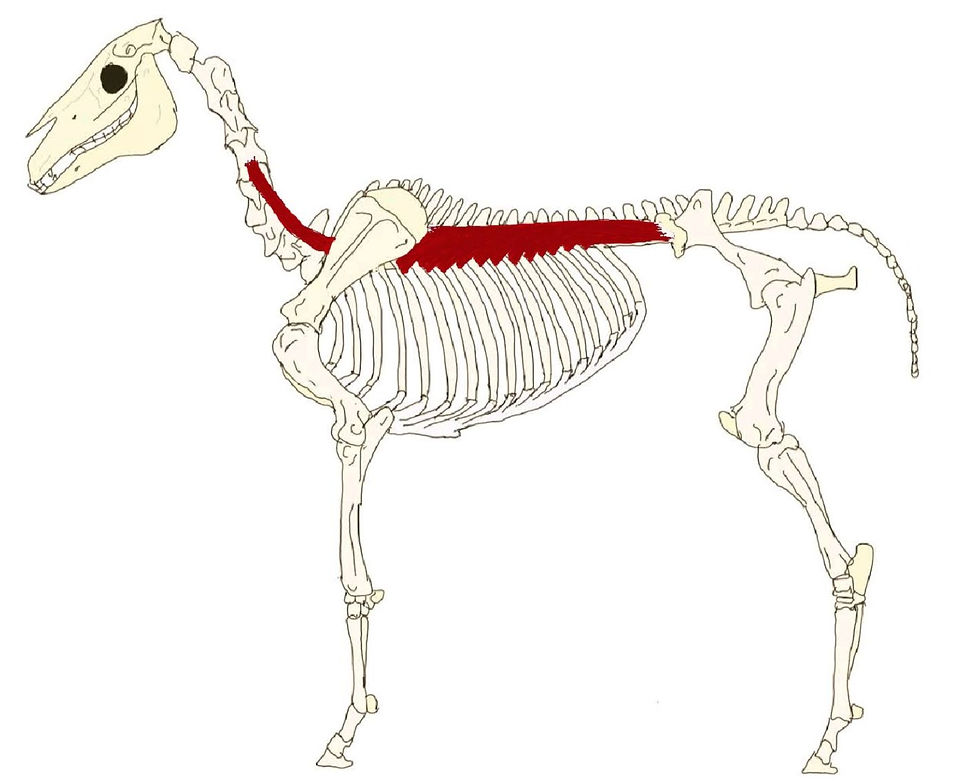 Thumbnail: Equine Blank Muscle Cards PDF
