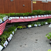 Seedling sale