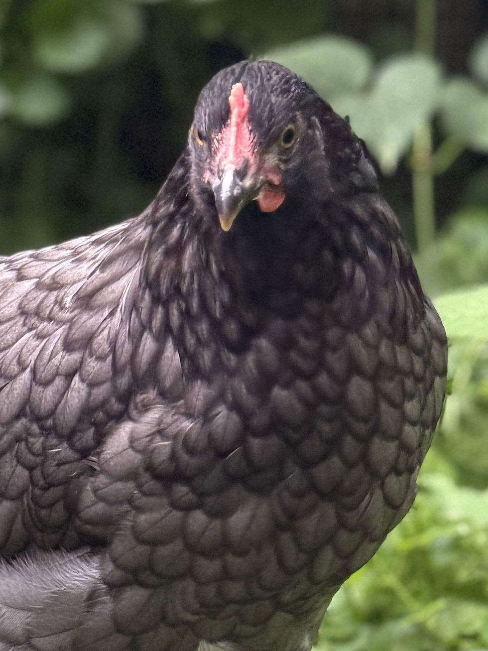 Thumbnail: Moss & Bramble Olive Eggers: Welsummer pen